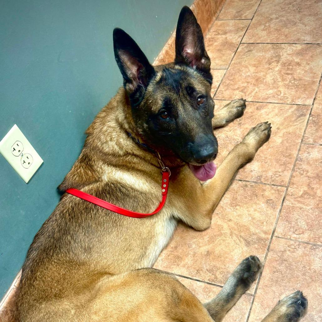 Enlarge Titan, a Adoptable Belgian Shepherd / Malinois in Tulsa, OK image 3/6