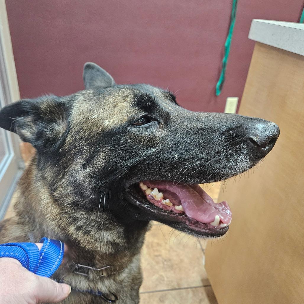 Enlarge Titan, a Adoptable Belgian Shepherd / Malinois in Tulsa, OK image 4/6