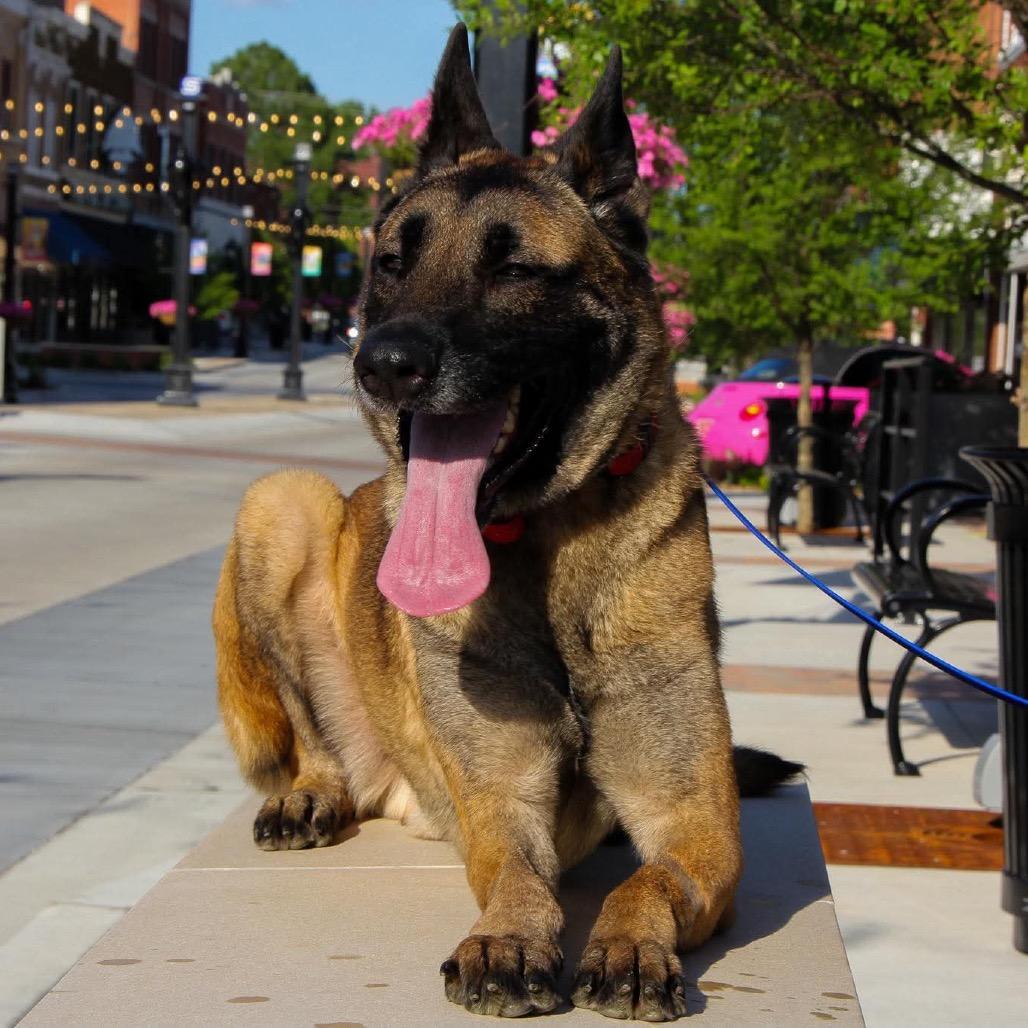 Enlarge Titan, a Adoptable Belgian Shepherd / Malinois in Tulsa, OK image 4/6