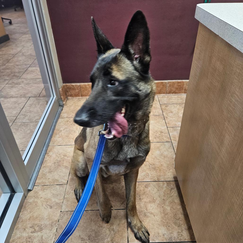 Enlarge Titan, a Adoptable Belgian Shepherd / Malinois in Tulsa, OK image 5/6