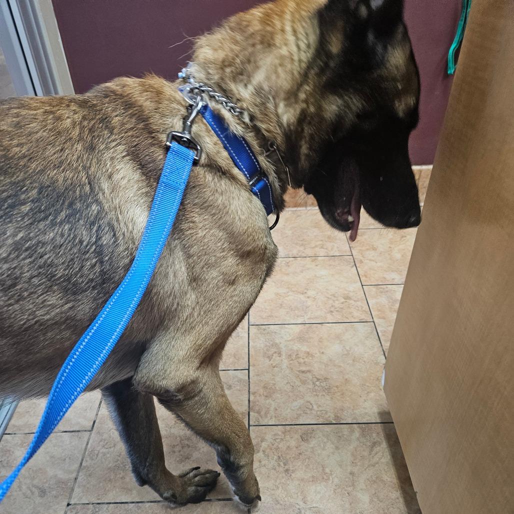 Enlarge Titan, a Adoptable Belgian Shepherd / Malinois in Tulsa, OK image 6/6