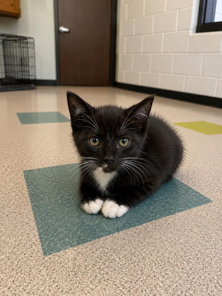 Wally, Adoptable, Kitten Male Domestic Short Hair.
