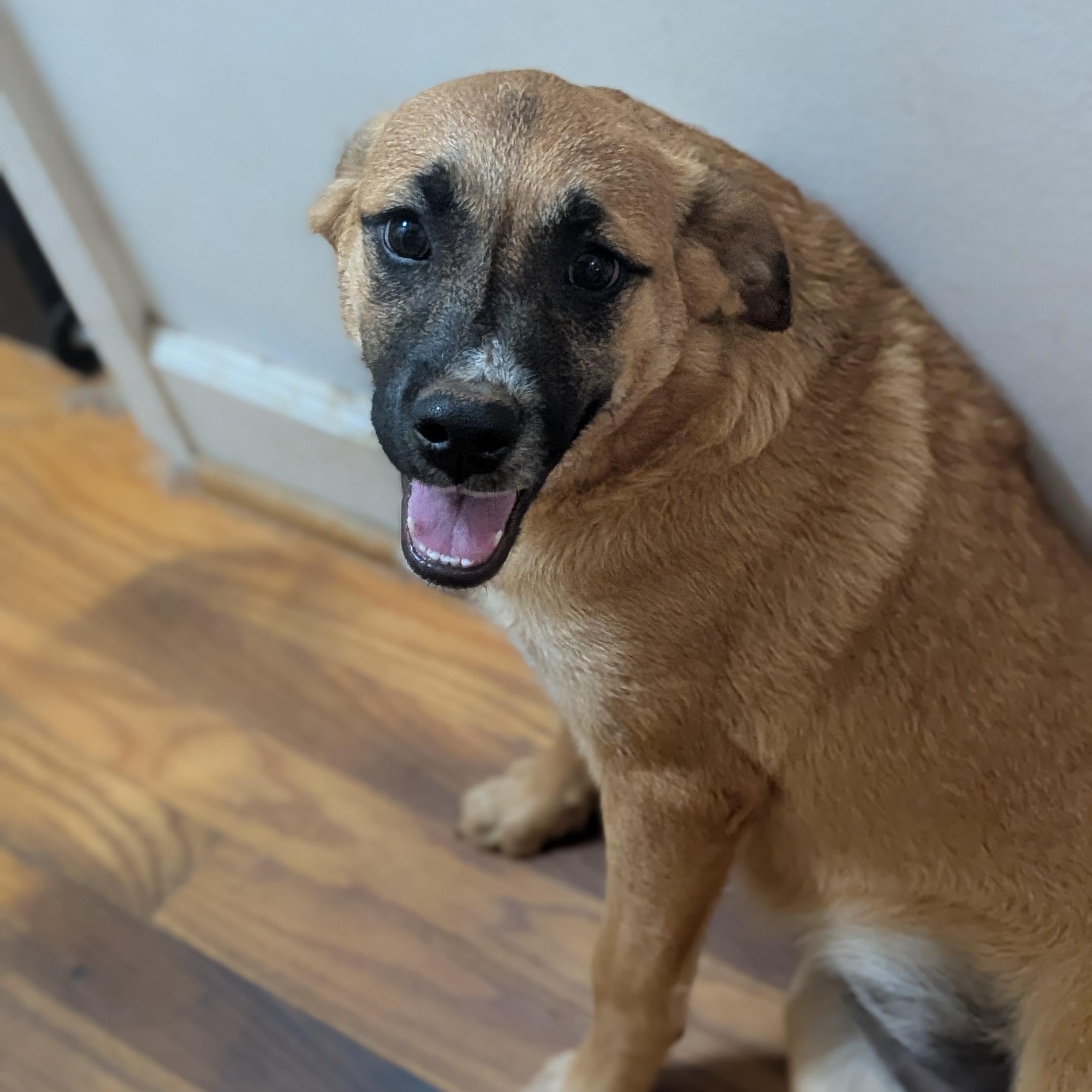 Enlarge French Fry, a ADOPTABLE mixed breed in High Point, NC image 1/2