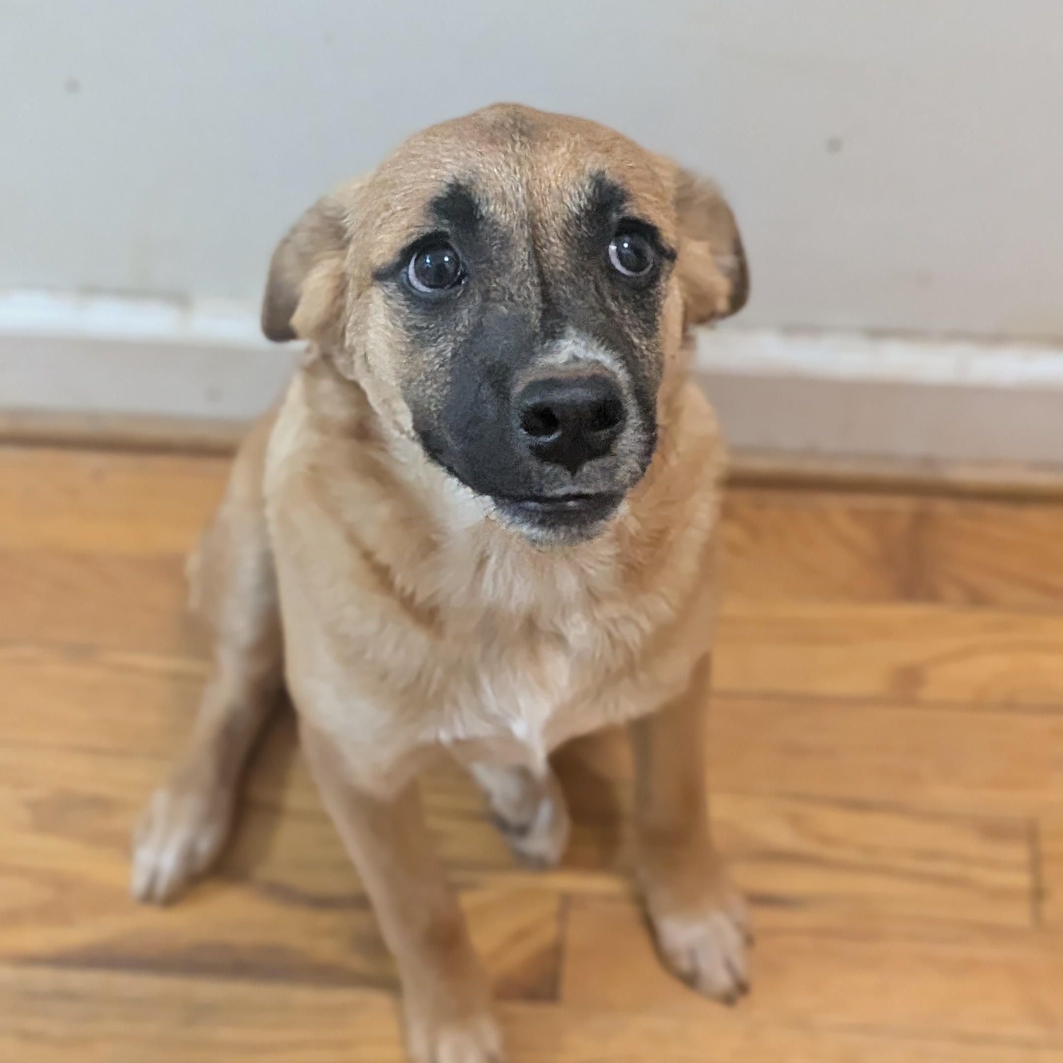 Enlarge French Fry, a ADOPTABLE mixed breed in High Point, NC image 2/2