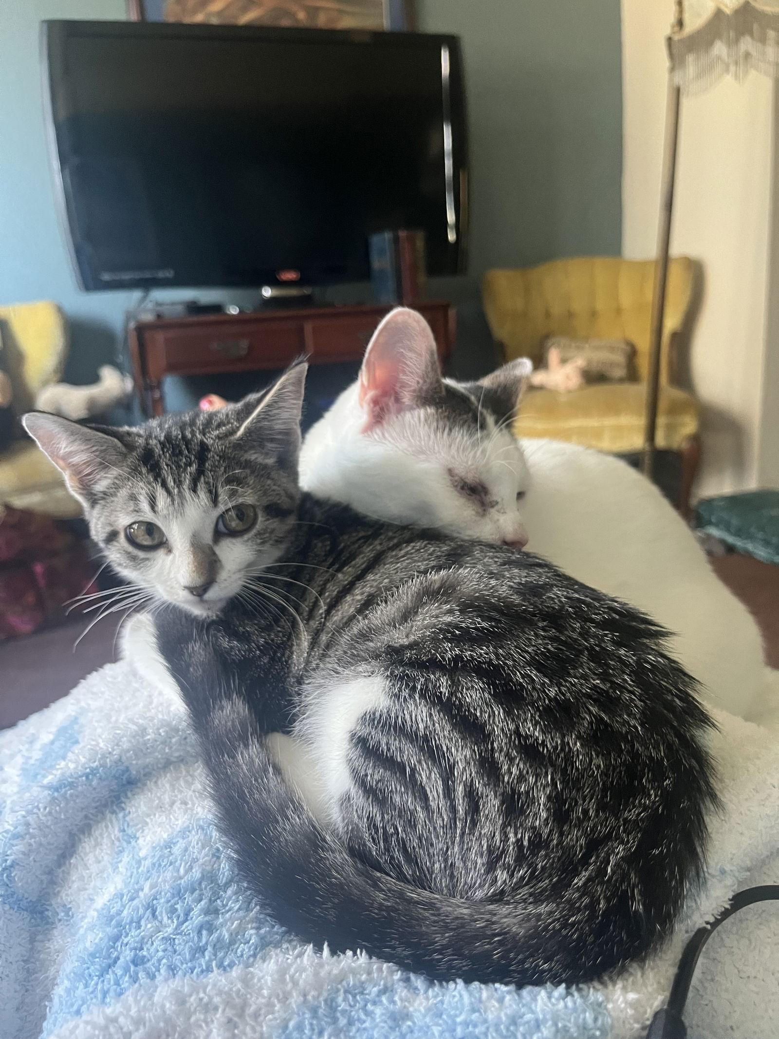 Amalthea, Adoptable, Kitten Female Domestic Short Hair.