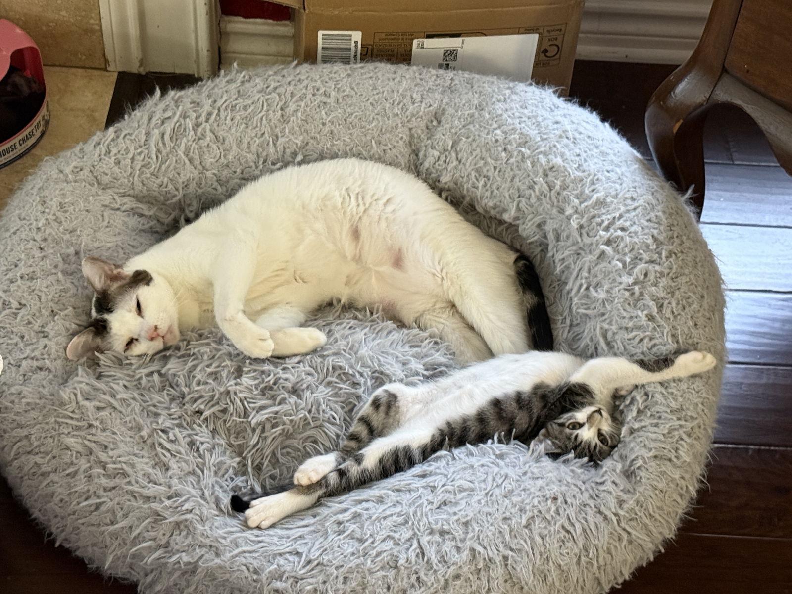 Amalthea, a Adoptable Domestic Short Hair in McKinney, TX image 2/3