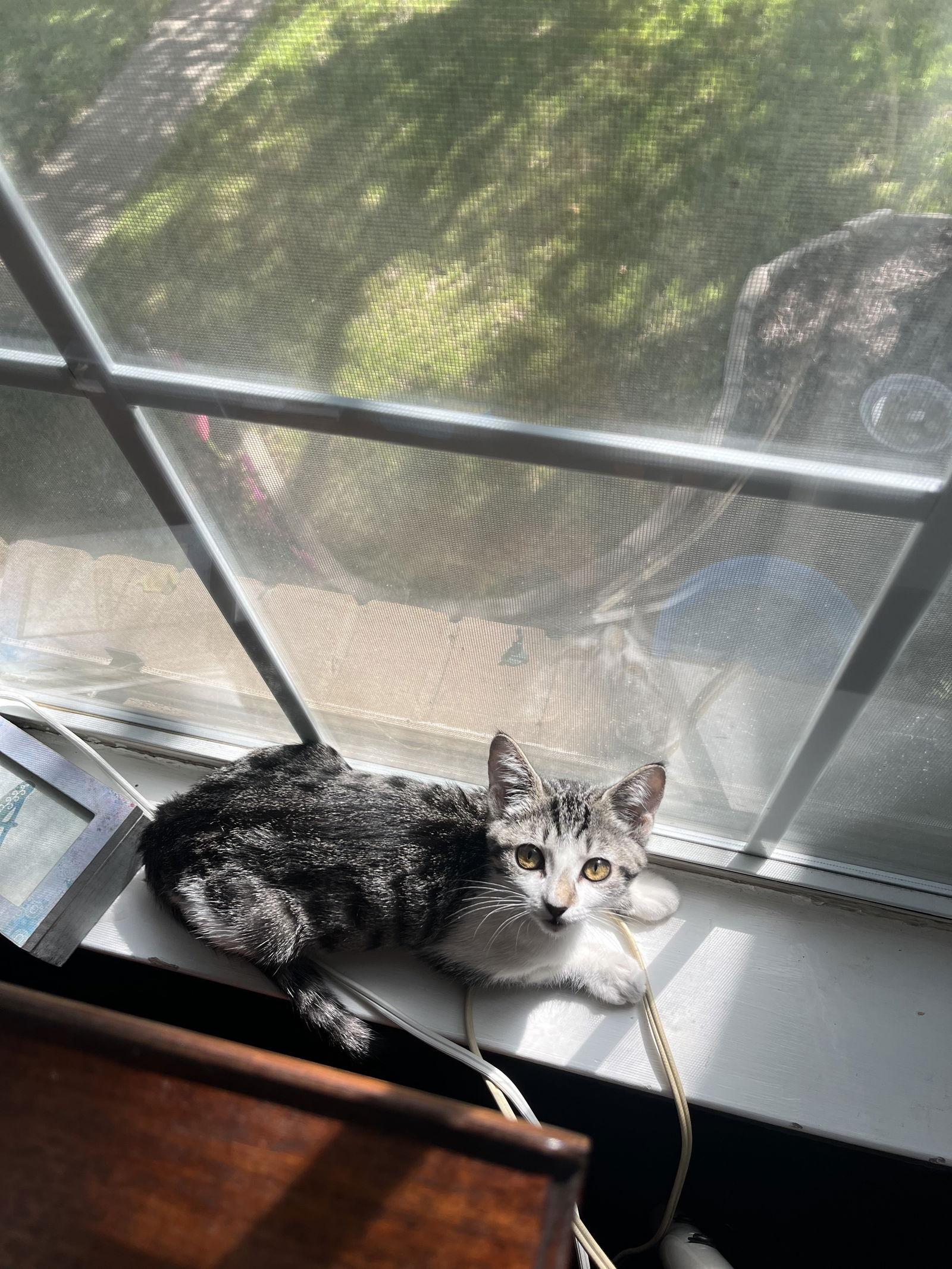 Amalthea, a Adoptable Domestic Short Hair in McKinney, TX image 3/3