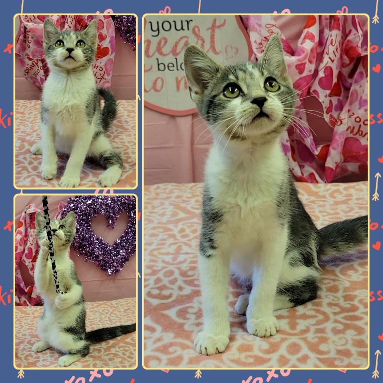 JELLYFISH, ADOPTABLE, Kitten Female Domestic Short Hair.