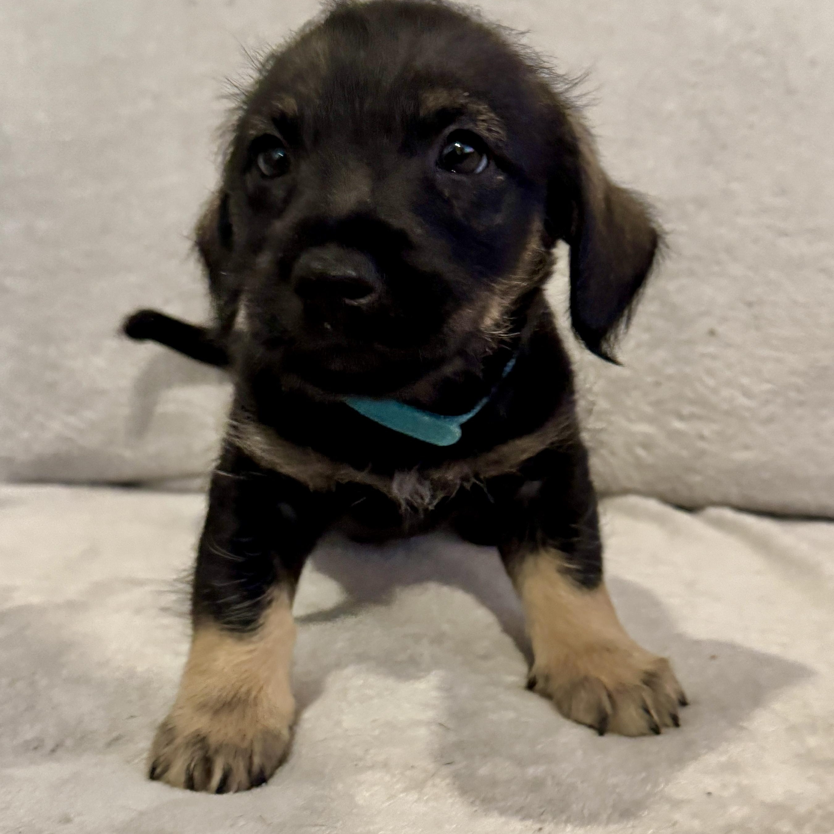 Ruben (R litter), ADOPTABLE, Puppy Male Border Terrier.