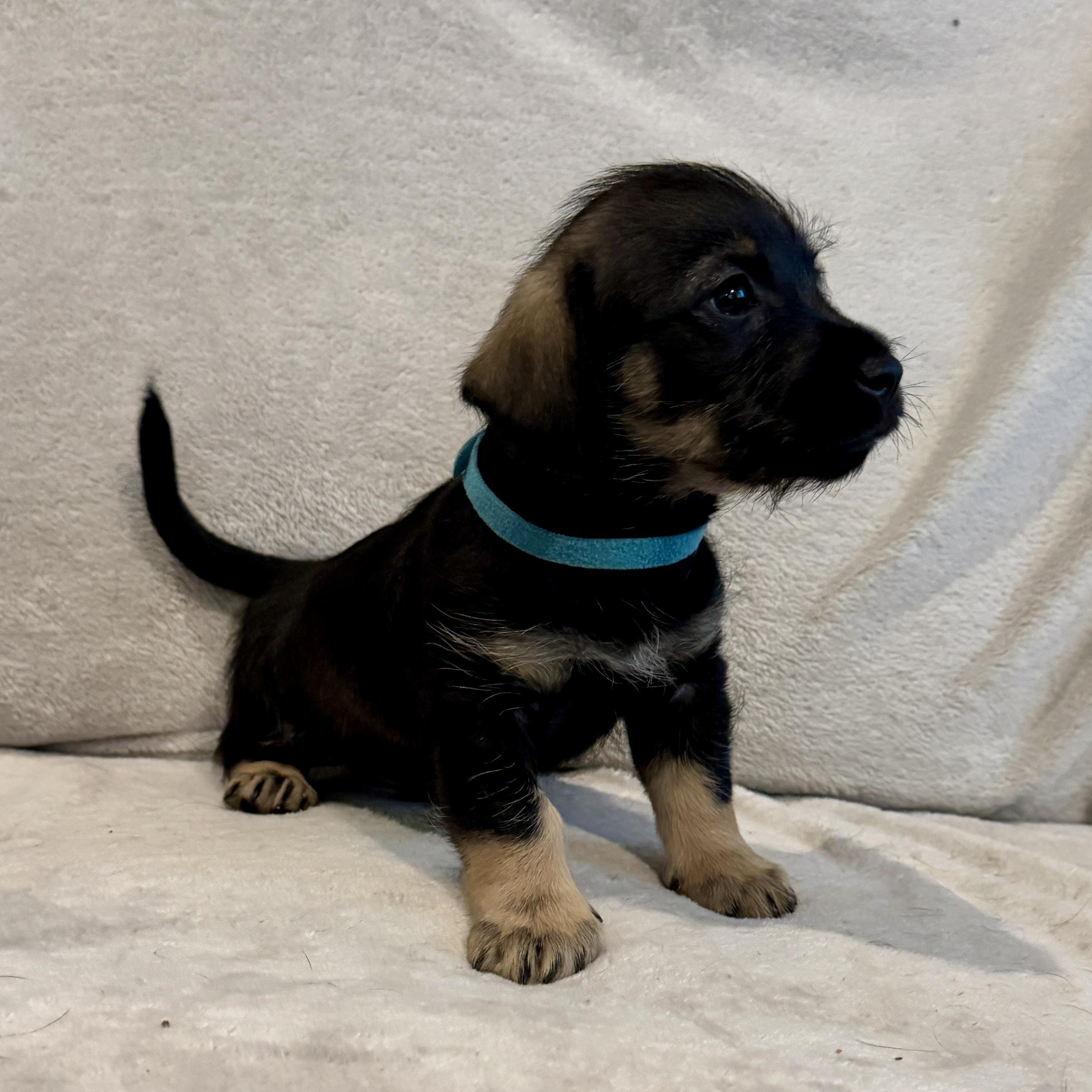 Ruben (R litter), a ADOPTABLE mixed breed in San Diego, CA image 2/2