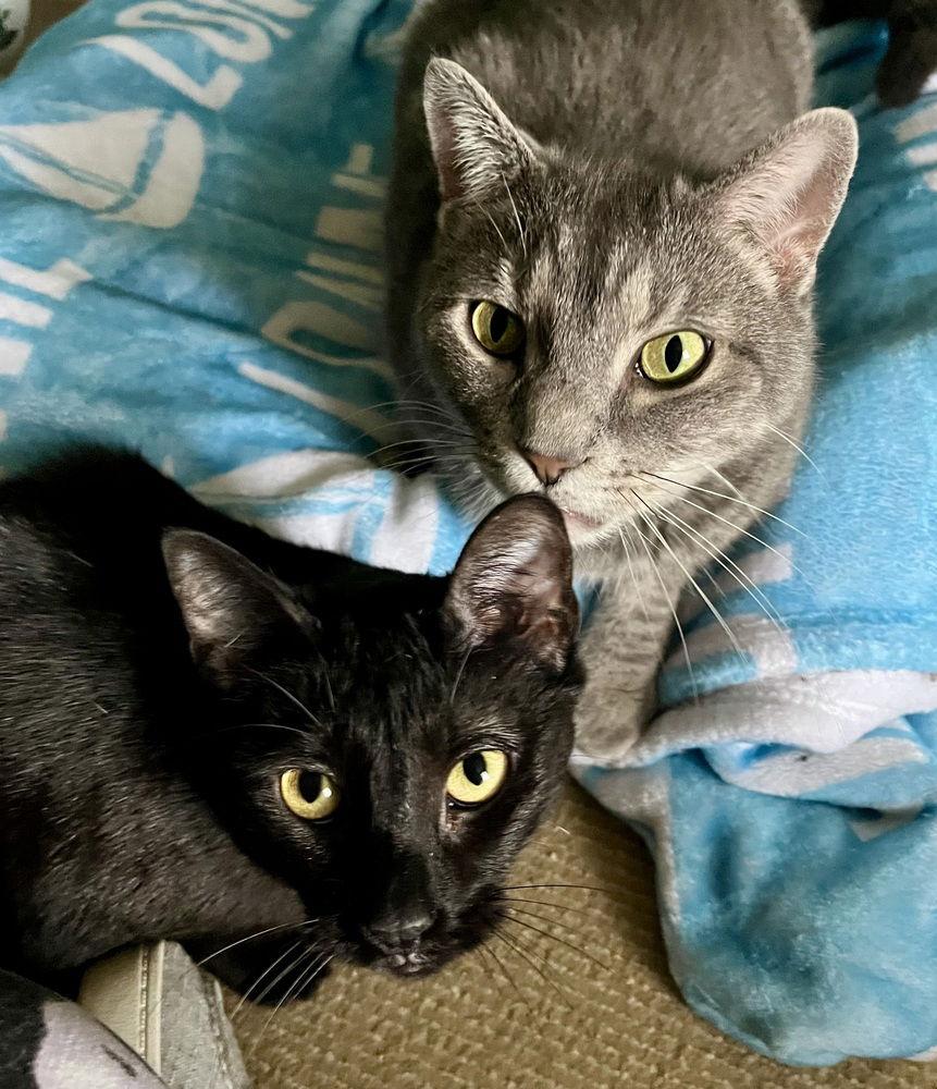 Enlarge Luna, a Adoptable Domestic Short Hair in O'Fallon, MO image 1/3