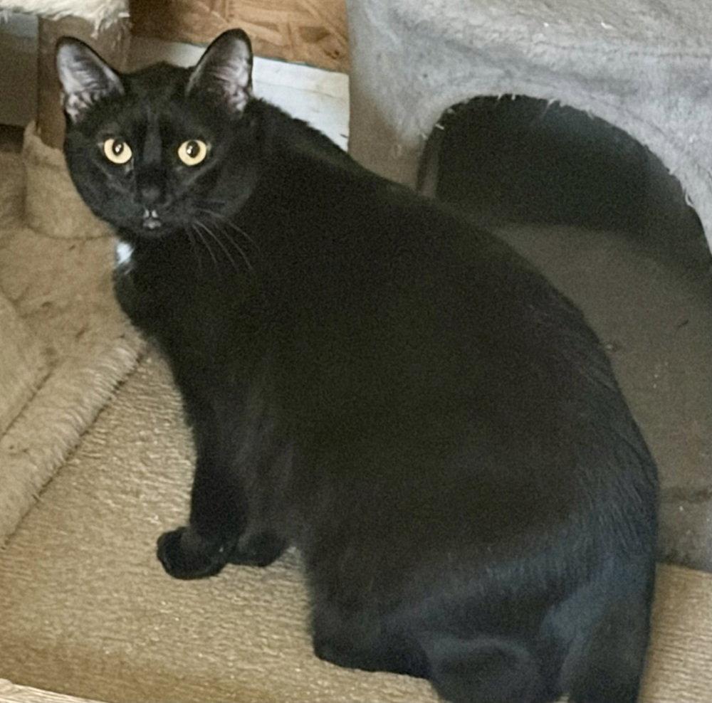 Enlarge Luna, a Adoptable Domestic Short Hair in O'Fallon, MO image 1/3