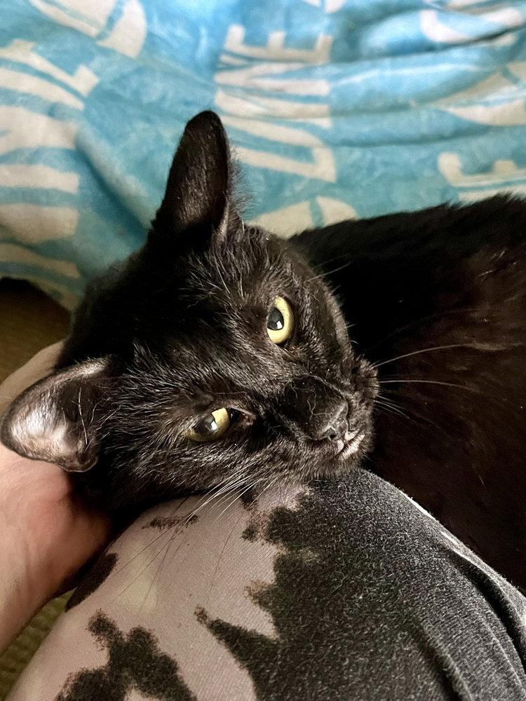 Enlarge Luna, a Adoptable Domestic Short Hair in O'Fallon, MO image 2/3