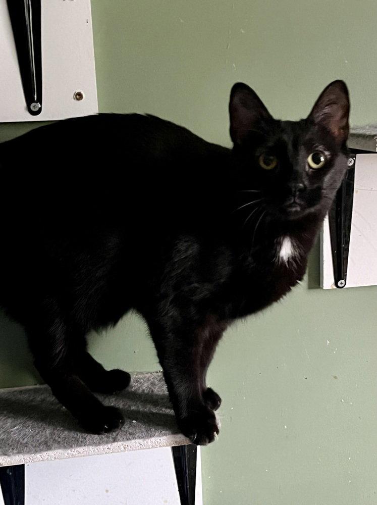 Enlarge Luna, a Adoptable Domestic Short Hair in O'Fallon, MO image 3/3