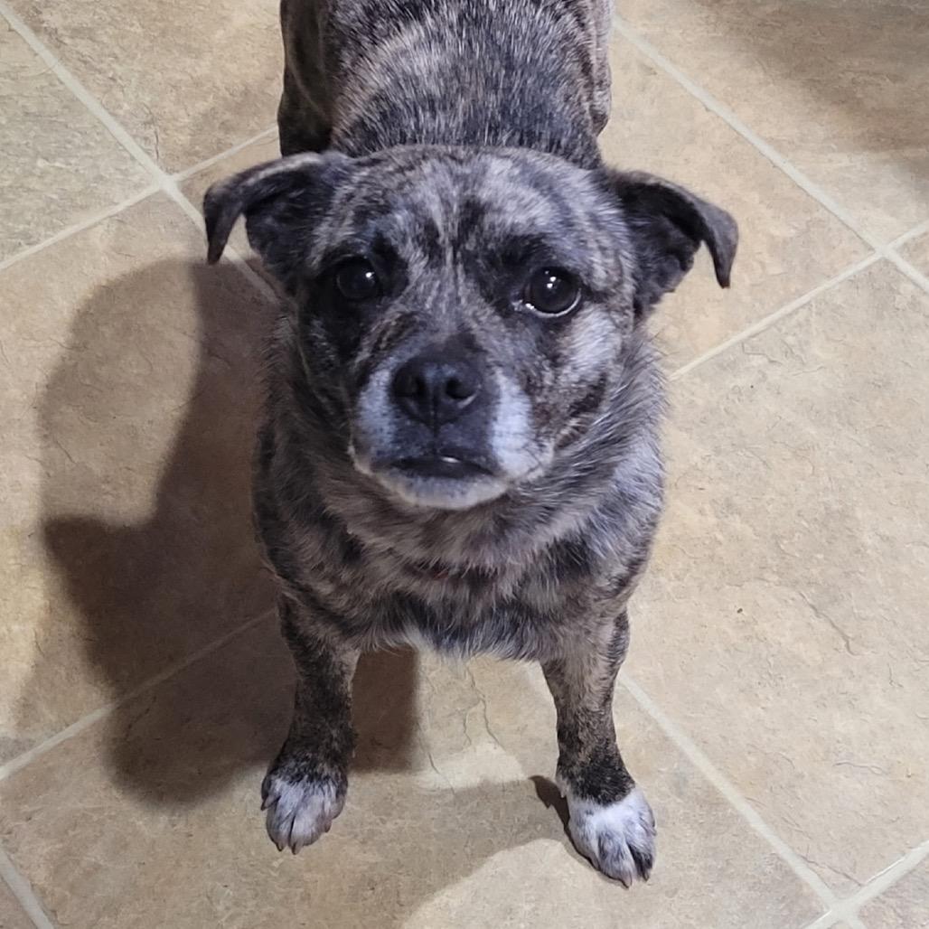 Quinn, Adoptable, Adult Male Pug & Beagle.