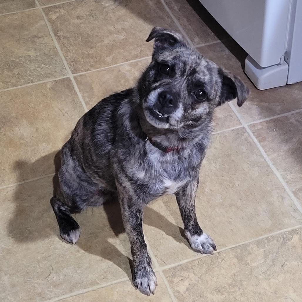 Enlarge Quinn, a Adoptable mixed breed in Pinson, TN image 2/3