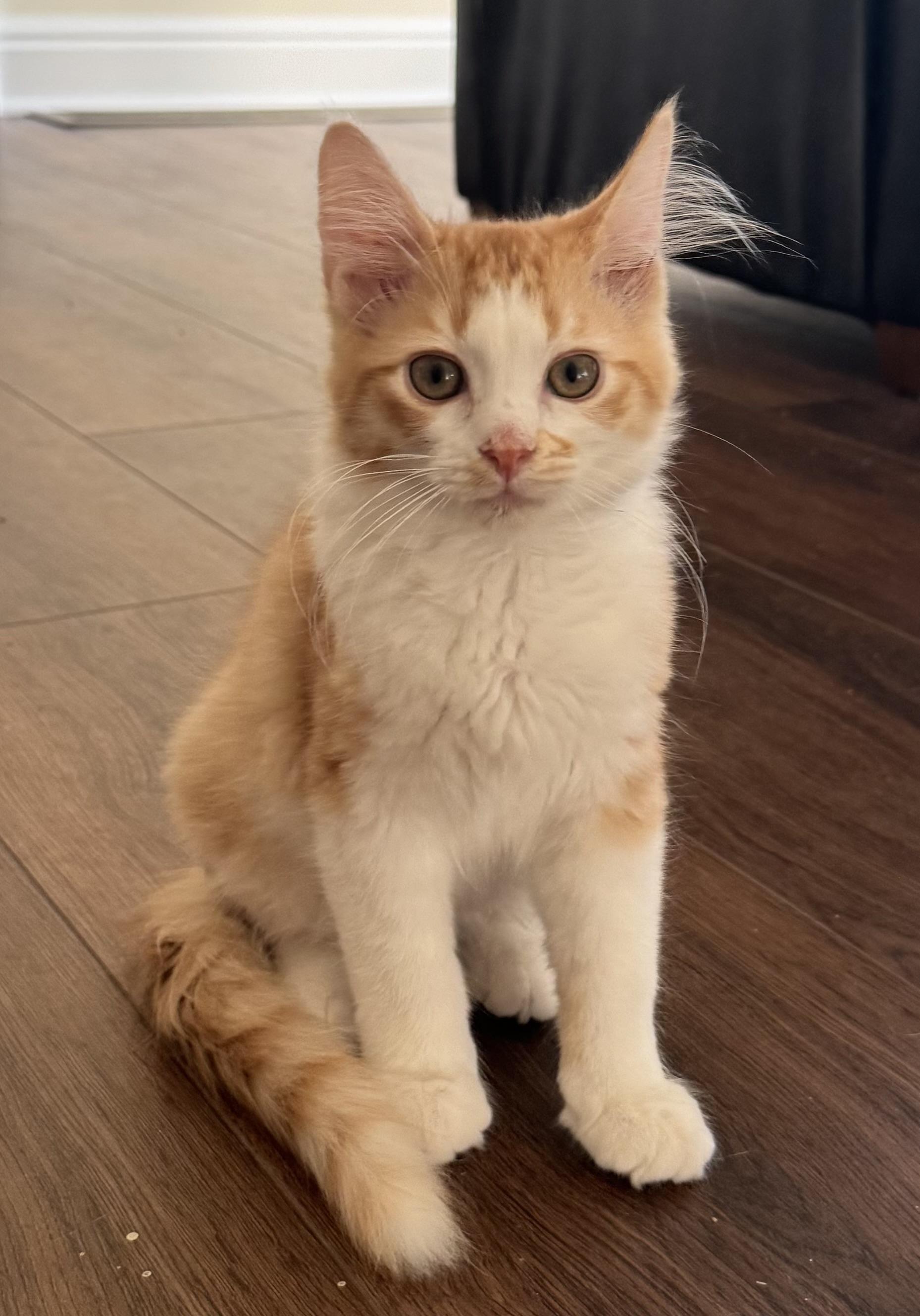 WADDLES, adopted, Kitten Male Domestic Short Hair.