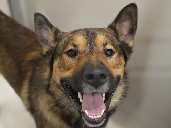 Enlarge Crowley, a Adoptable mixed breed in Portland, OR image 1/1