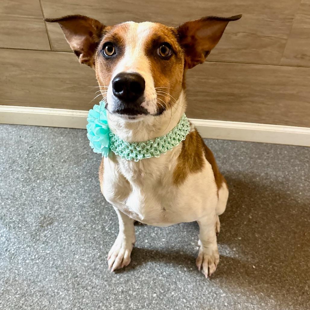 Lani, Adoptable, Young Female Whippet & Mixed Breed.