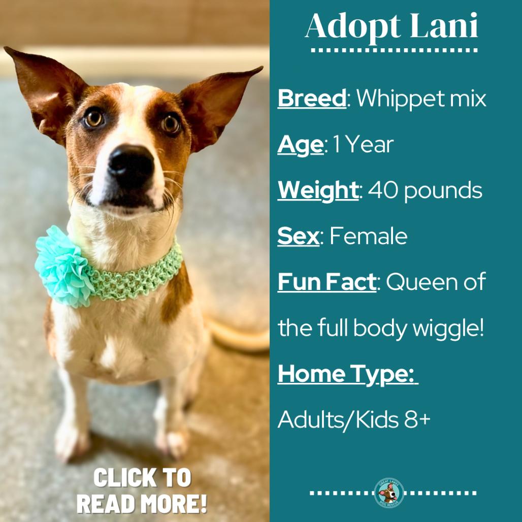 Enlarge Lani, a Adoptable mixed breed in Metamora, MI image 2/6