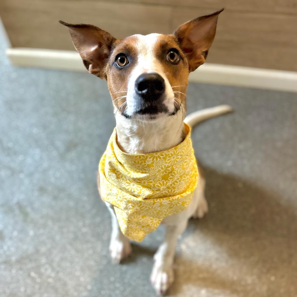 Enlarge Lani, a Adoptable mixed breed in Metamora, MI image 3/6