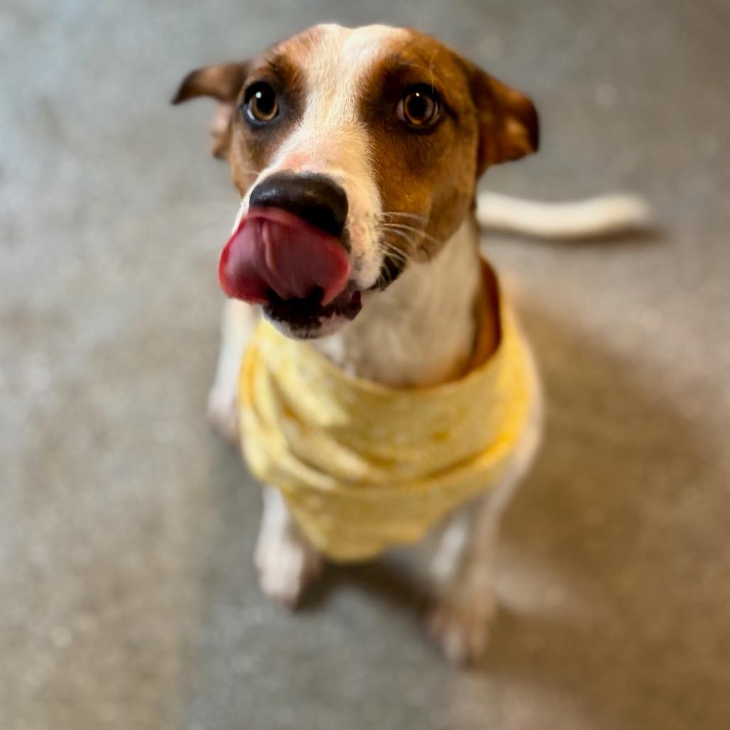 Enlarge Lani, a Adoptable mixed breed in Metamora, MI image 4/6