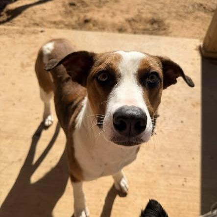 Enlarge Lani, a Adoptable mixed breed in Metamora, MI image 5/6