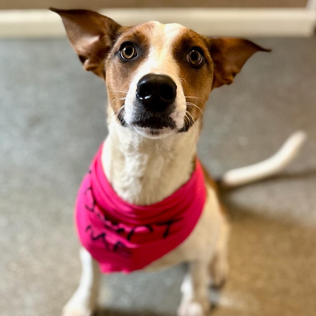 Enlarge Lani, a Adoptable mixed breed in Metamora, MI image 6/6