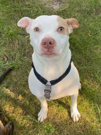 Bailey Cobb, a Adoptable Pit Bull Terrier in Roswell, GA image 1/13