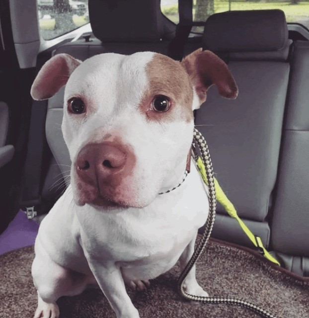 Bailey Cobb, a Adoptable Pit Bull Terrier in Roswell, GA image 2/13