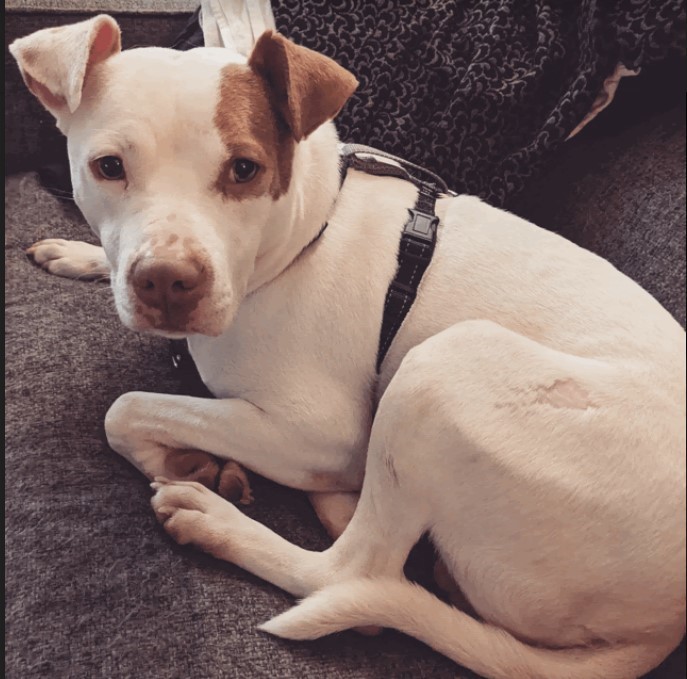 Bailey Cobb, a Adoptable Pit Bull Terrier in Roswell, GA image 3/13