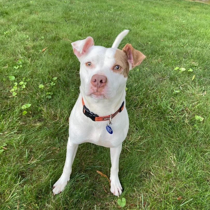 Bailey Cobb, a Adoptable Pit Bull Terrier in Roswell, GA image 4/13