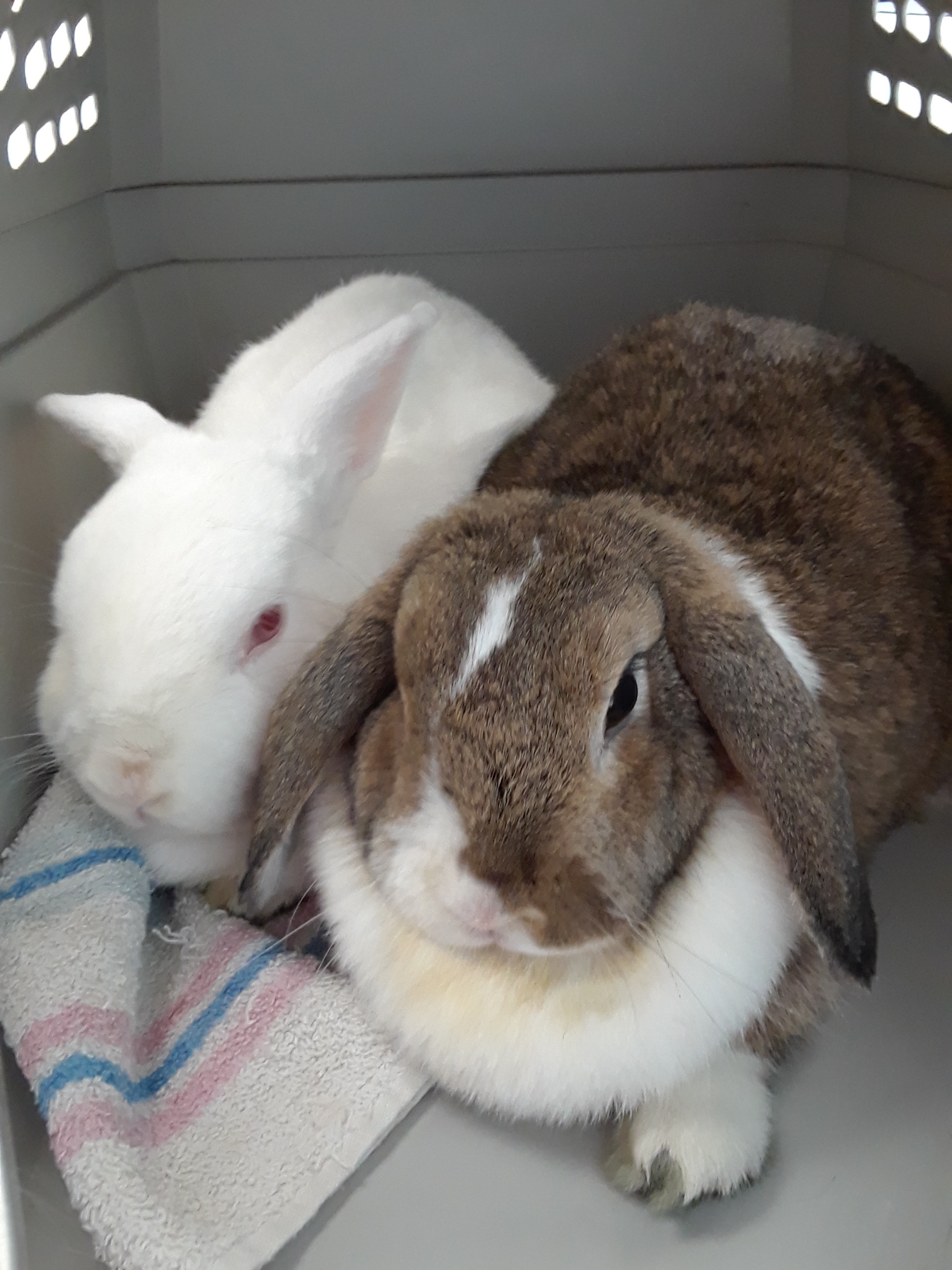 Forever in Our Care: Harvey and Candy, a Adoptable Bunny Rabbit in Harrisburg, PA image 1/6