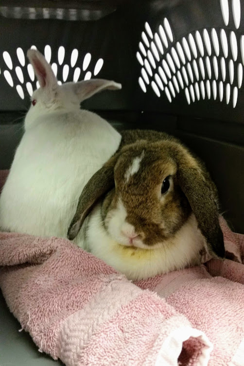 Forever in Our Care: Harvey and Candy, a Adoptable Bunny Rabbit in Harrisburg, PA image 2/6