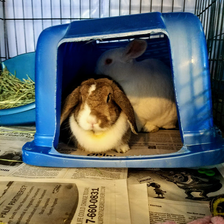 Forever in Our Care: Harvey and Candy, a Adoptable Bunny Rabbit in Harrisburg, PA image 3/6
