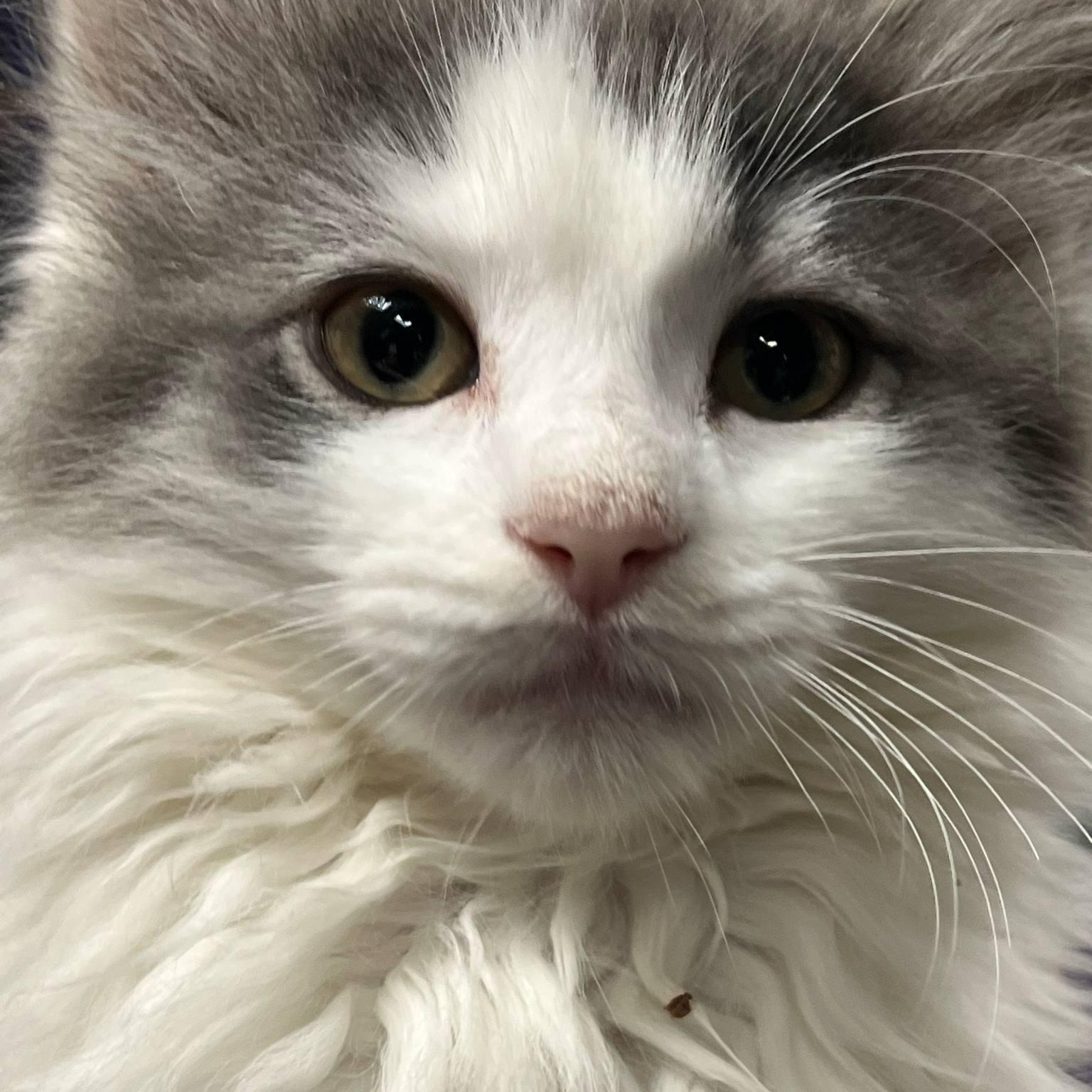 Gaggle, Baby Male Domestic Medium Hair