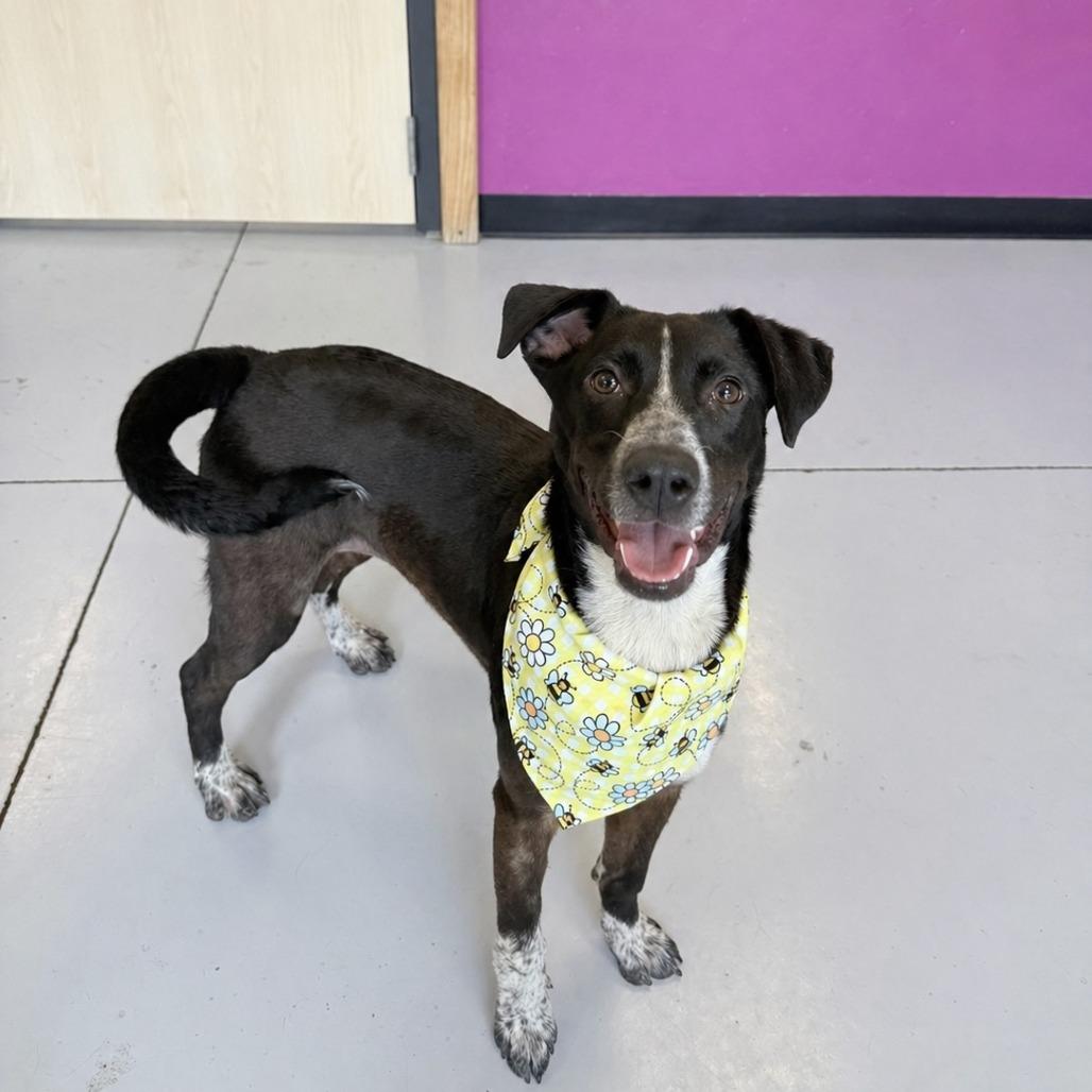 Timber, Adoptable, Young Female Mixed Breed.