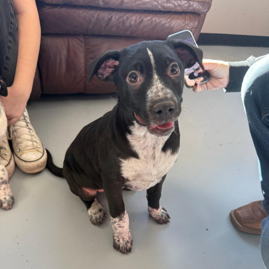 Enlarge Timber, a Adoptable Mixed Breed in Ponca City, OK image 1/2