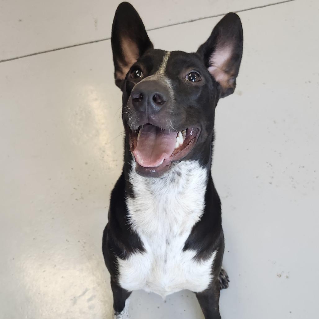 Enlarge Timber, a Adoptable Mixed Breed in Ponca City, OK image 3/5