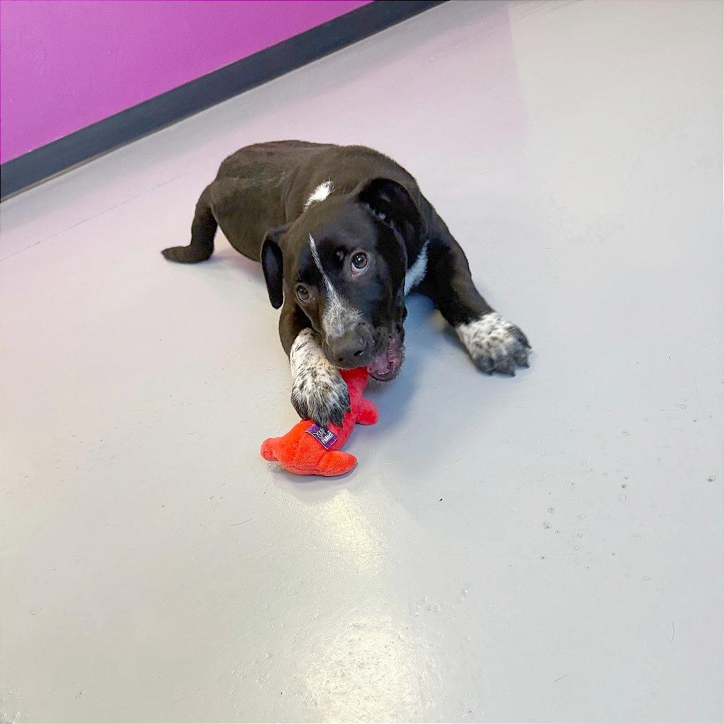 Enlarge Timber, a Adoptable Mixed Breed in Ponca City, OK image 2/2