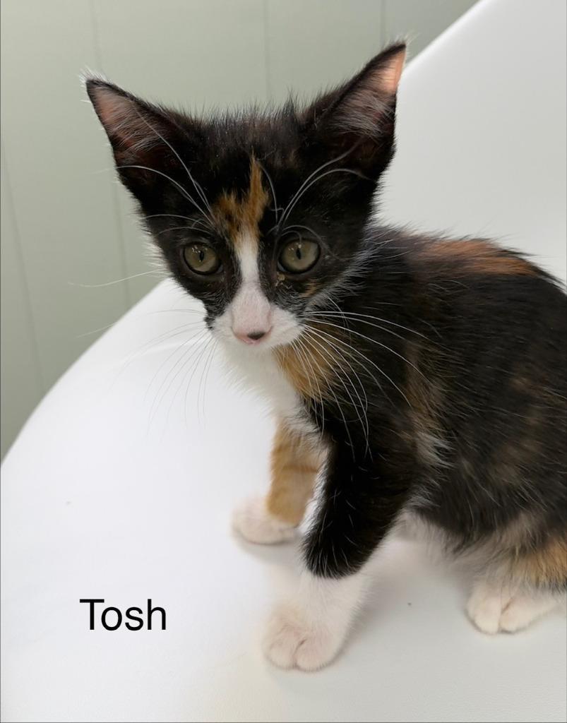 Tosh, Adopted, Kitten Female Domestic Short Hair.