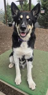 Loki, a Adoptable mixed breed in Wenatchee, WA image 1/4