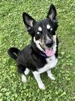 Loki, a Adoptable mixed breed in Wenatchee, WA image 3/4