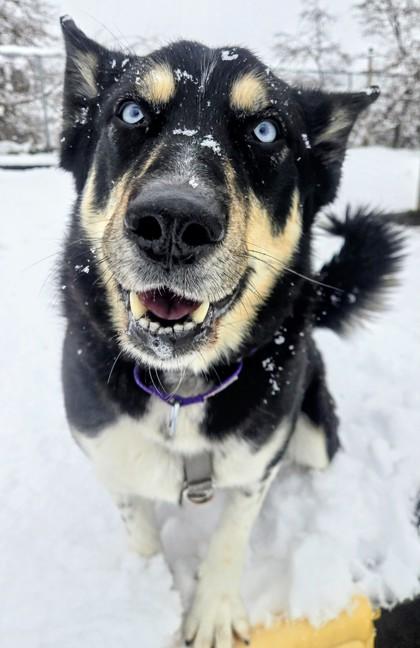 Enlarge Loki, a Adoptable mixed breed in Wenatchee, WA image 2/6