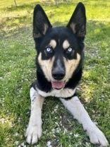 Loki, a Adoptable mixed breed in Wenatchee, WA image 4/4