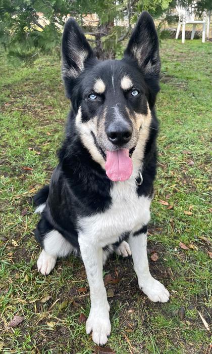 Loki, Adoptable, Adult Male Husky & German Shepherd Dog.