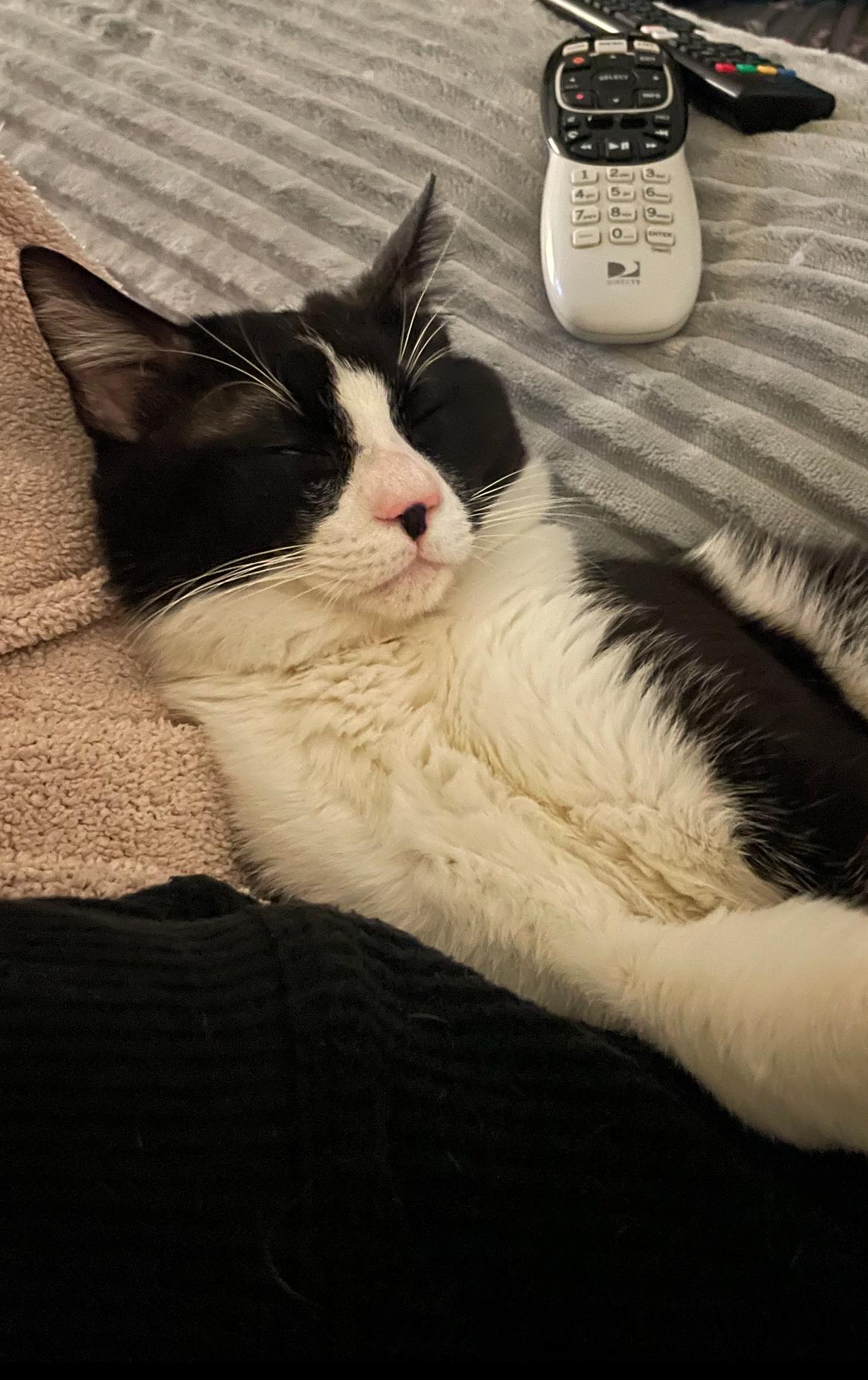 Bug, a Adoptable Domestic Short Hair in Wildomar, CA image 4/5