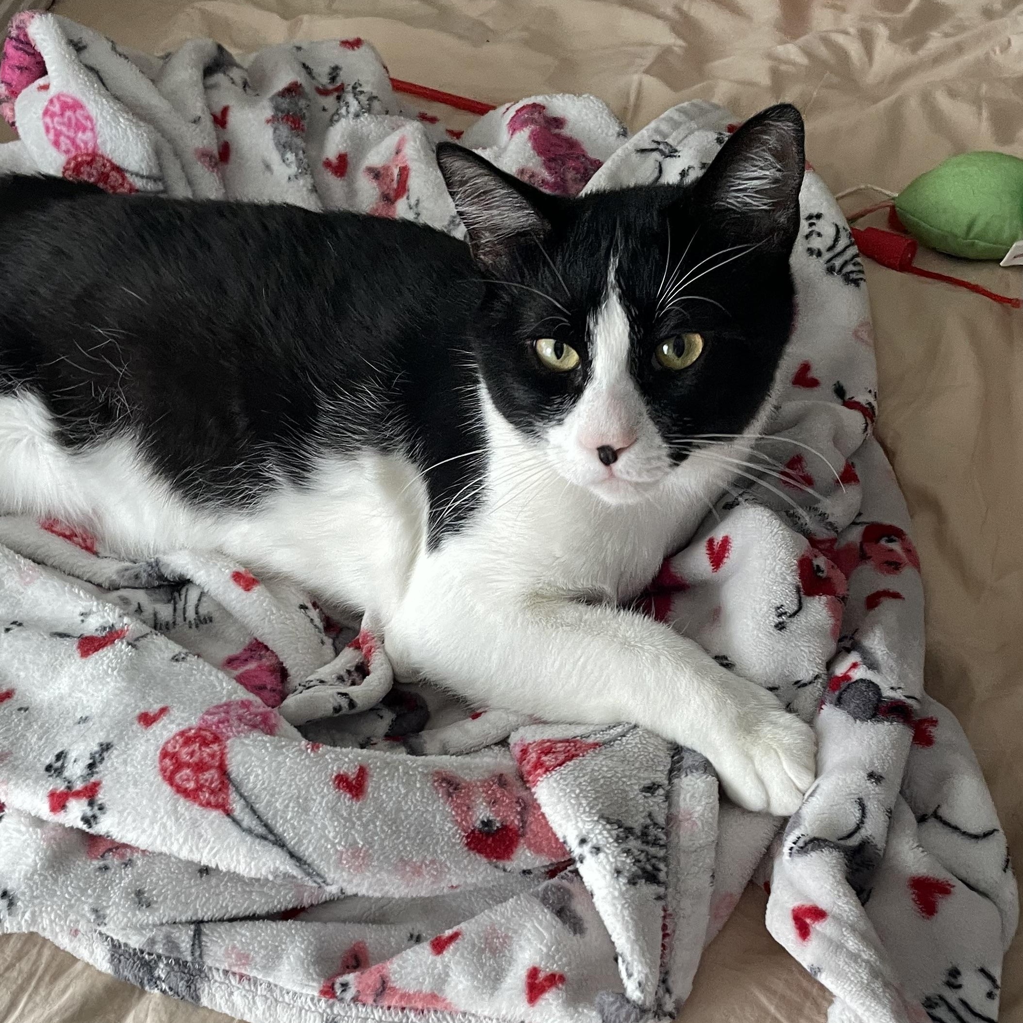 Bug, a Adoptable Domestic Short Hair in Wildomar, CA image 3/5