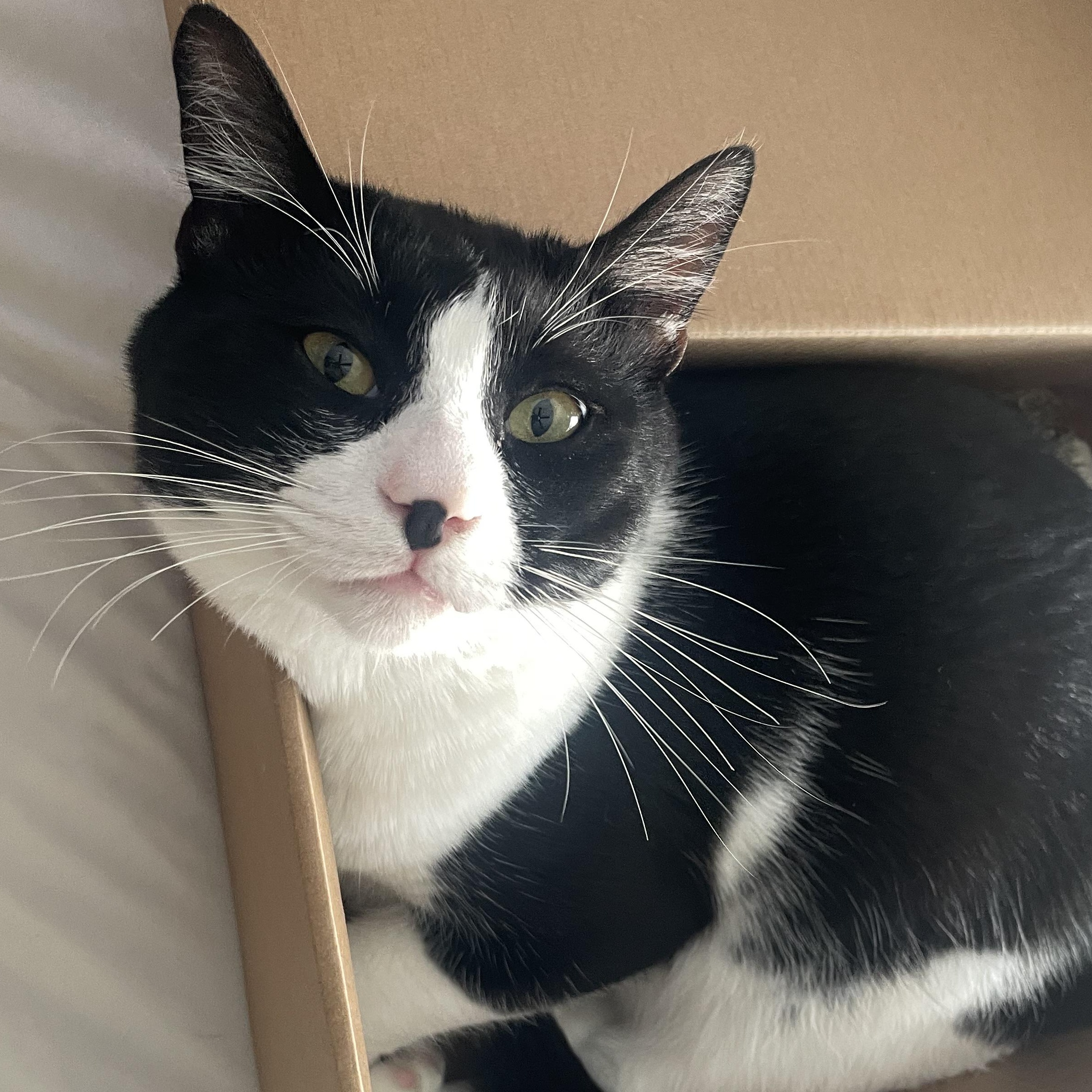 Bug, a Adoptable Domestic Short Hair in Wildomar, CA image 1/5