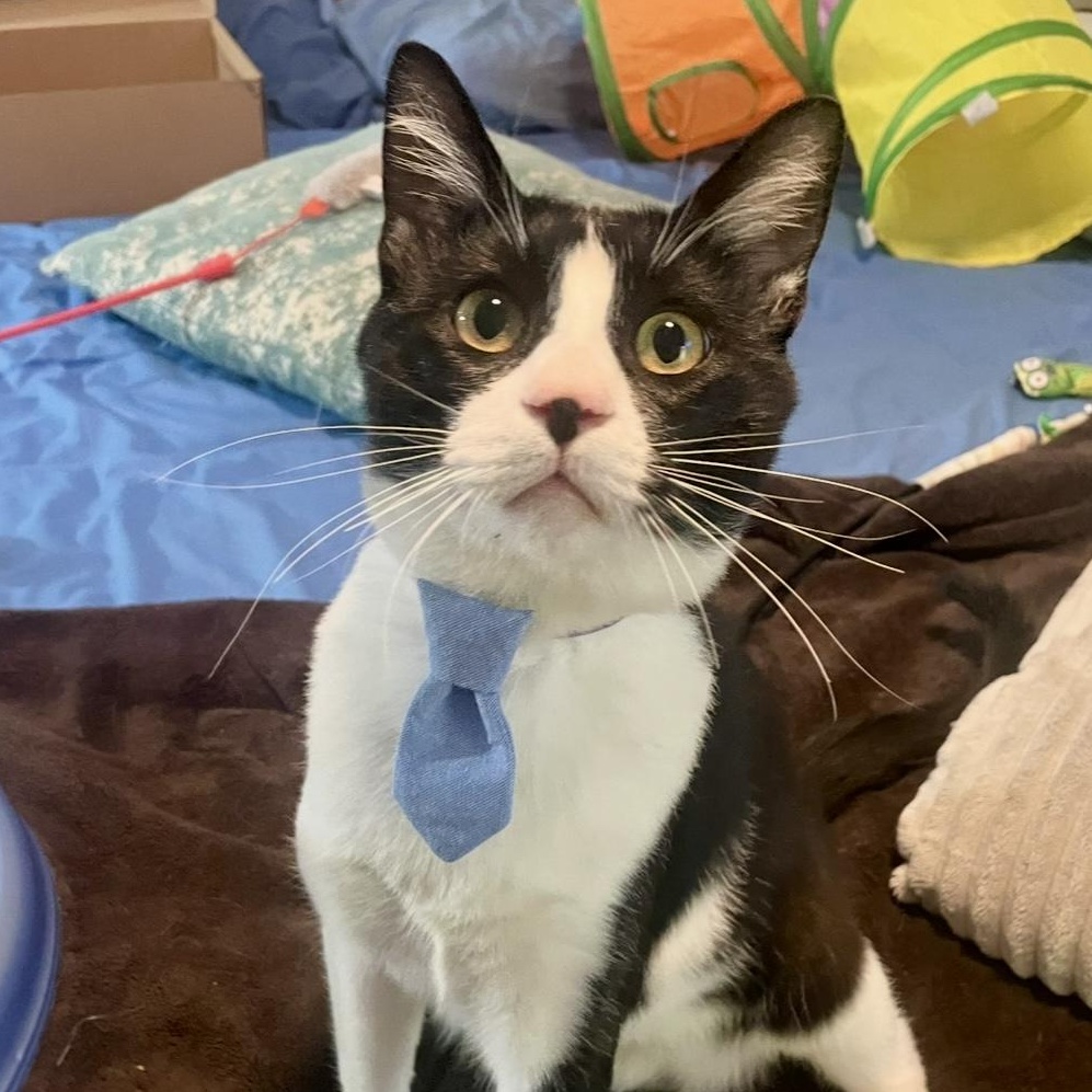 Bug, a Adoptable Domestic Short Hair in Wildomar, CA image 2/5